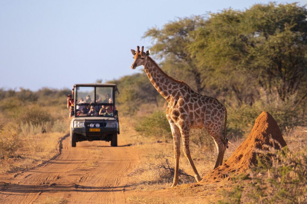 tanzaniawildgiraffe