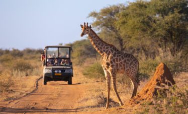 tanzaniawildgiraffe